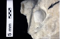 Foto (Detailansicht) von Pithonoton sp. (NHMW-GEO-1990-0041-0246)